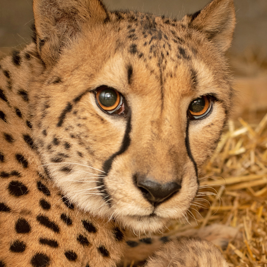 WFCReport.com covers Northwestern Virginia Cheetah Cover Logo